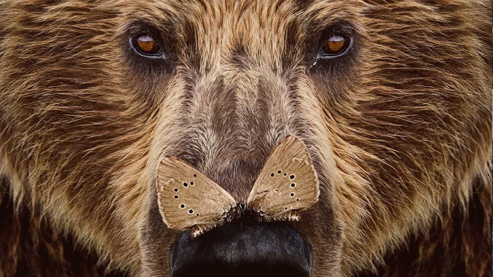 oso 1